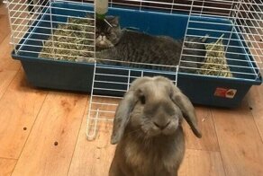 15 фото животных, доказывающих: с кем поведёшься, от того и наберёшься