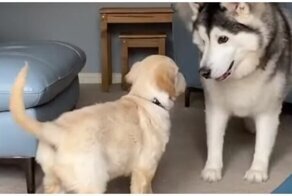 Первое знакомство щенка со взрослым псом