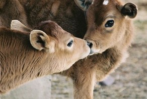 Симпатичные животные показывают свои чувства (30 фото)