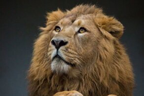 Животные в фотографиях