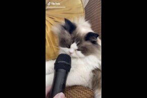 Хозяин снял на видео как сопит его питомец