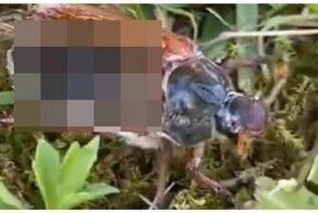 Майский жук-зомби