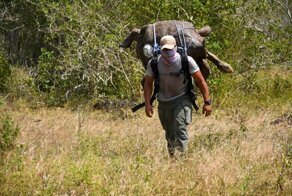 Мужчина несет на спине огромную столетнюю черепаху, чтобы вернуть ее на родной остров Эспаньола
