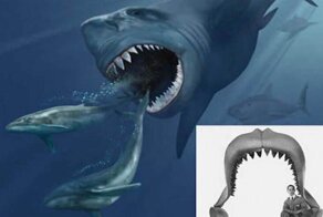 Челюсти: самые странные акулы в мире