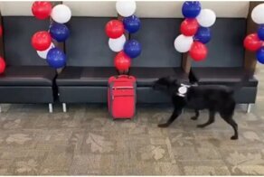 Полицейские устроили сюрприз собаке-саперу перед выходом на пенсию