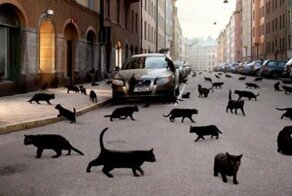 Черные кошки против