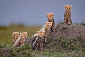 Удивительные фотографии гепардов