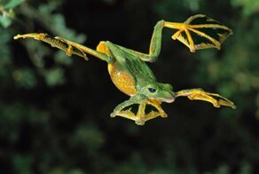 Летающий чернолапый веслоног