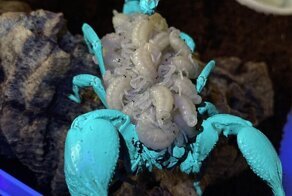 Скорпион, несущий своих новорожденных детей, под ультрафиолетовым излучением