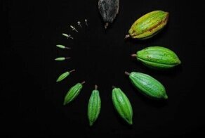 Как выглядят жизненные циклы различных представителей живой природы