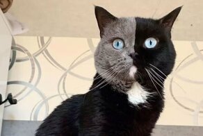 Кот с необычной черно-серой мордой стал отцом - и вот как выглядят его отпрыски