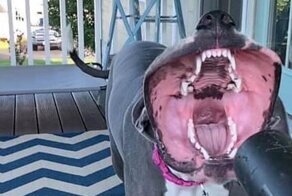 15 уморительных питомцев, которые одним своим видом дарят море позитива