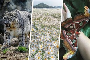 Фотографии природы, доказывающие что она может впечатлять не хуже фантастических фильмов