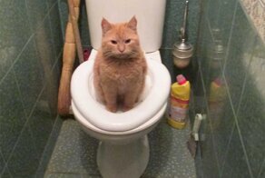 Как научить кошку ходить в унитаз? Инструкция