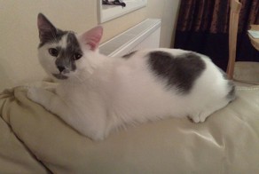 Коты с сердечками (20 фото)