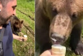 Косолапый любитель мороженого устроил погоню за своим хозяином