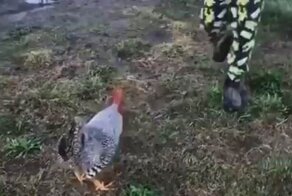 Эпическая схватка петуха с мальчиком