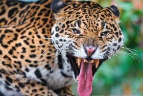 Ягуар: Питается крокодилами, анакондами и твоим страхом