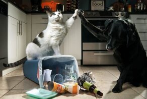 Могут ли животные мстить?