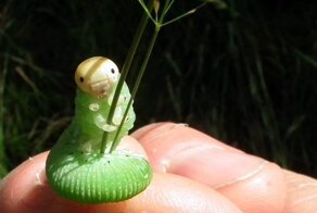 15 потрясающих гусениц, которые поражают своей красотой