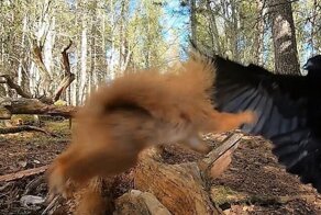 Белка и ворона не поделили орехи