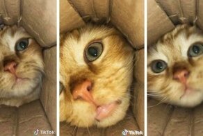 Любознательная кошка просунула голову к коробку
