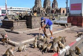 Планета обезьян: люди пытаются вернуть утраченный тайский город