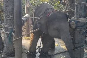 Видео: Как в Таиланде дрессируют молодых слонов и учат их покорности