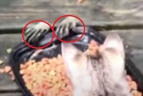 Хитрый енот присоединился к кошачьей трапезе