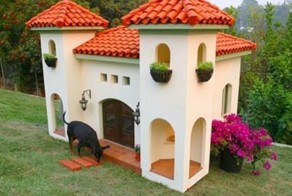 Собачья жизнь (13 фото)