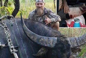 Буйвол перед смертью здорово потрепал охотника