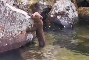 Знакомство с водой потерявшего маму медвежонка