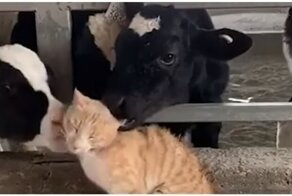 Телята вылизали кота