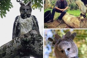 Гарпия — удивительная птица из Южной Америки