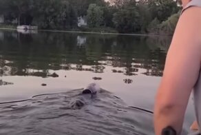 Спасение медвежонка, застрявшего головой в пластиковой банке