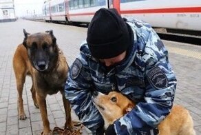 Единственный корги-полицейский в России ушёл на пенсию