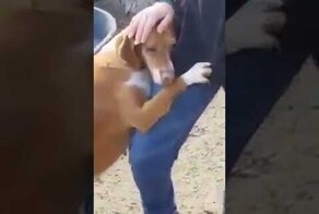 Спасенная с улицы собака обнимала репортера, пока он не забрал ее себе