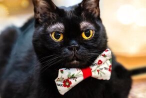Какие брови! Интернет очаровал черный кот с белыми бровями