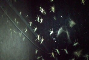 Зачем комары так противно пищат? Они же себя раскрывают!