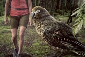 Геракл неожиданный: Древний попугай-титан ростом с пони