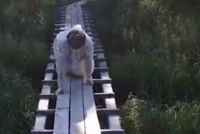 Житель Карелии заставил членов УИК ползти на коленях к нему