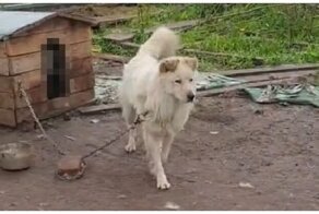 Пес привел необычного гостя в свою конуру