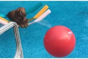 Достигший просветления: пёс умиротворенно плавает в бассейне