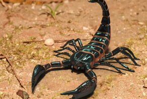 В московской клинике невзлюбили Скорпионов