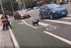 Пёс-пешеход переходит дорогу по "зебре"