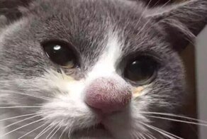 Котик поиграл с пчелой