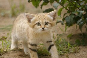 Даже будучи взрослыми, дикие Барханные кошки выглядят как котята