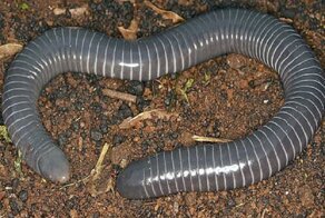 Ученые нашли в Бразилии первую амфибию с полным ртом яда