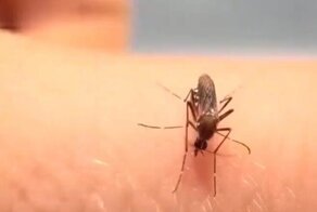 Вот, что значит лопнуть от жадности!