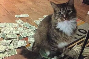 История кота, который крадет деньги для бездомных людей